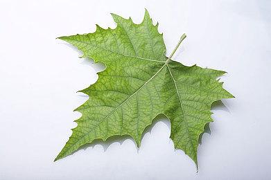 《心之眼》与《杀手》的免费联动内容将延期推出